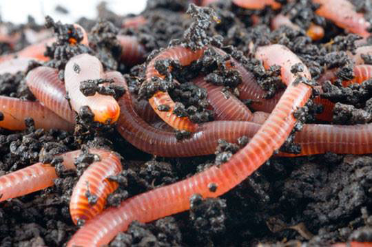 Red California Worm (Lumbricus rubellis and Eisenia foetida)