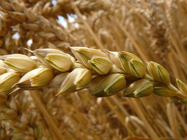 Buğday/Tahıl Sertlik Ölçüm Cihazı