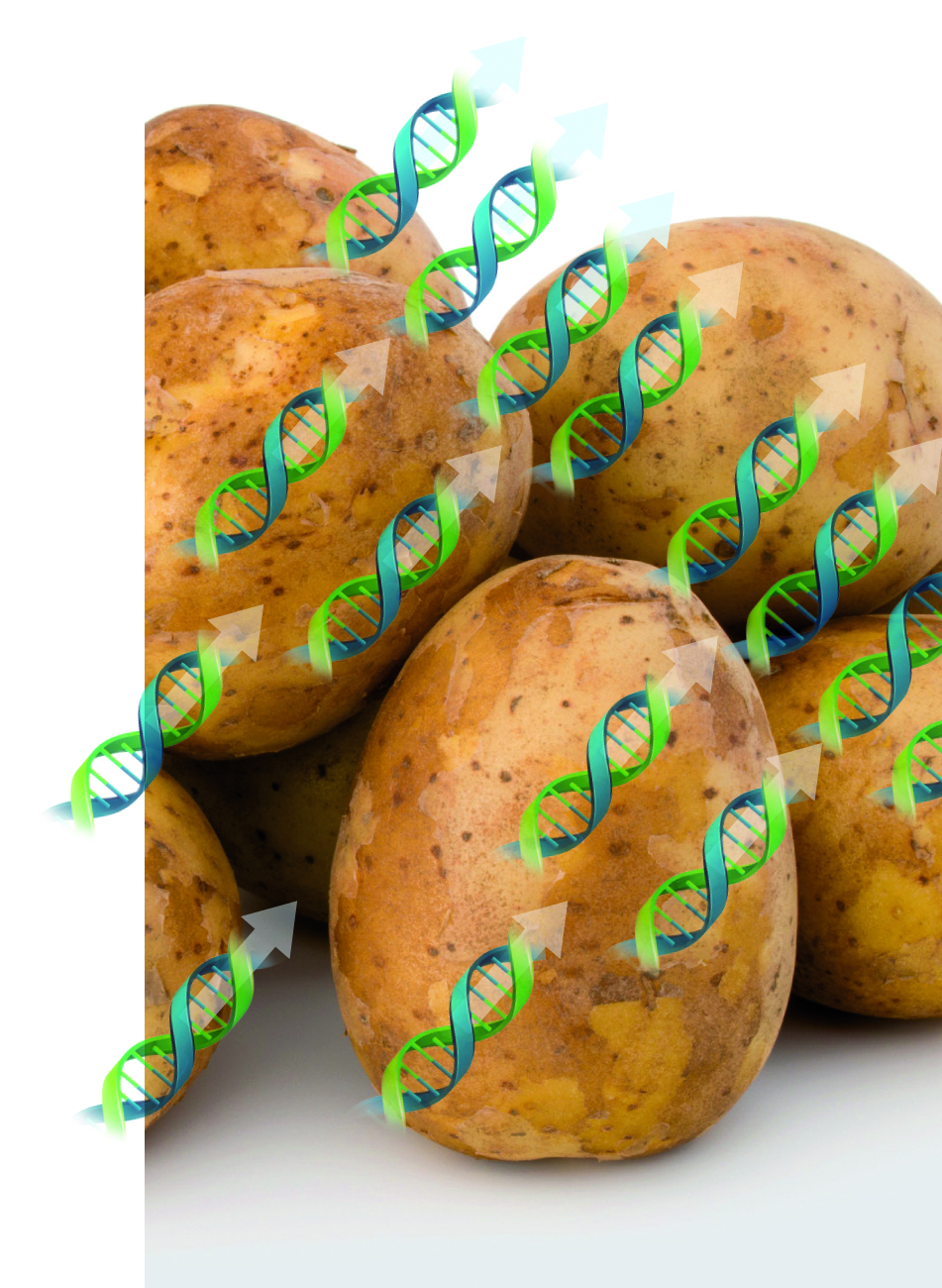 Patates DNA/RNA hızlı ekstraksiyon seti