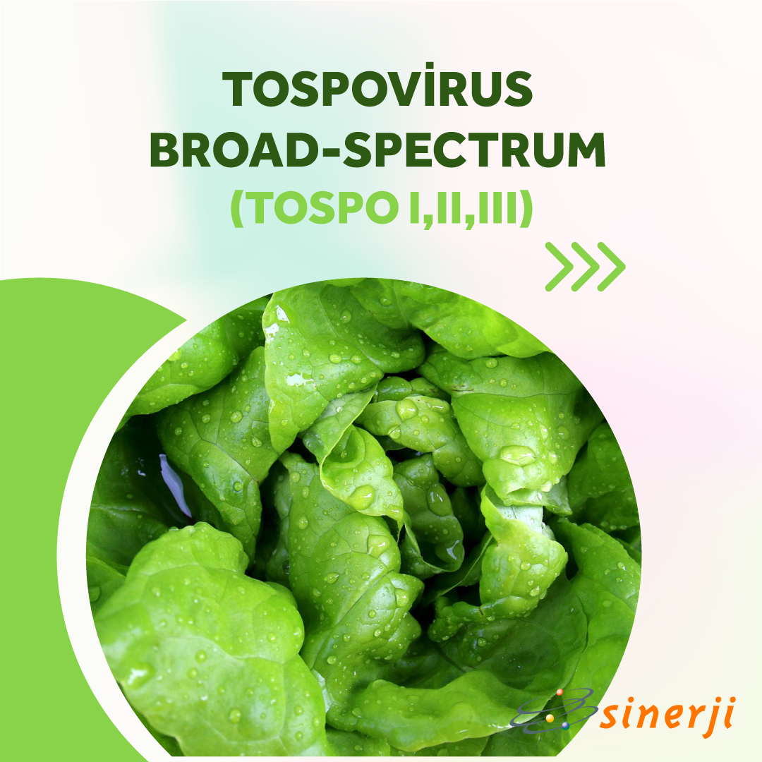 Tospovirus broad-spectrum (Tospo I,II,III)
